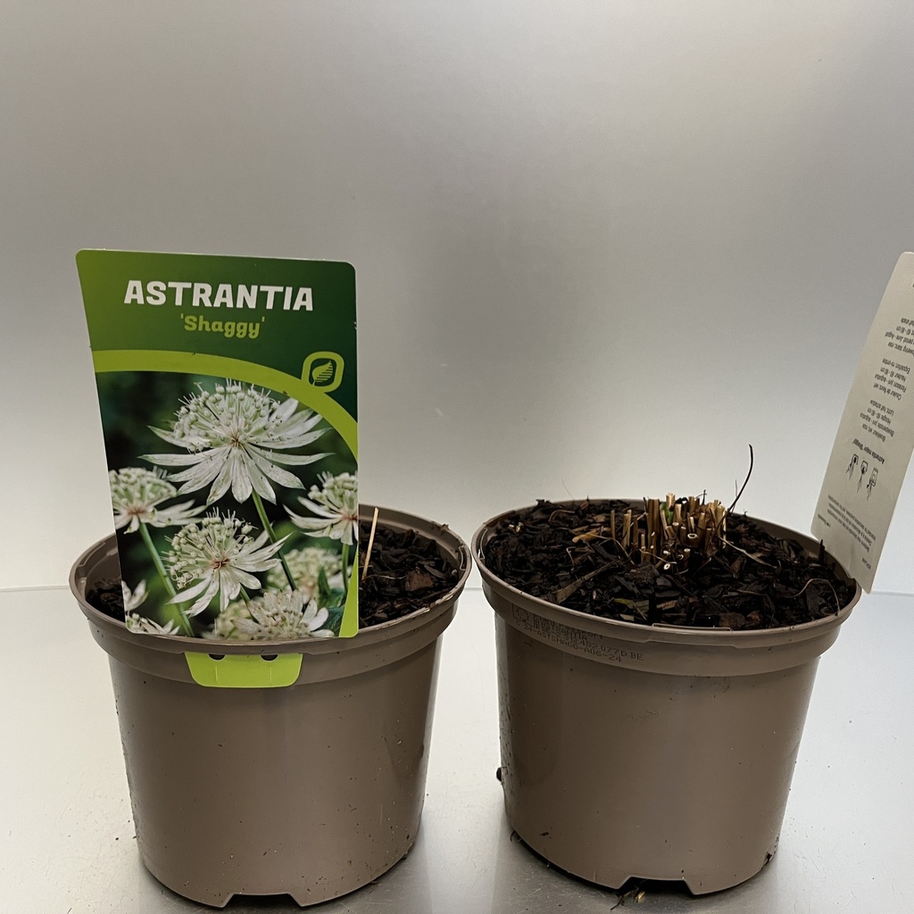 [ASTSHAGG-C2] Astrantia 'Shaggy'