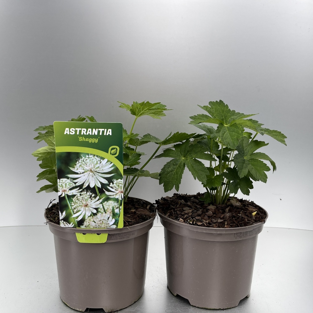 [ASTSHAGG-C2] Astrantia 'Shaggy'