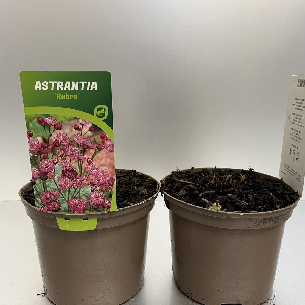 [ASTRUBRA-C2] Astrantia 'Rubra'