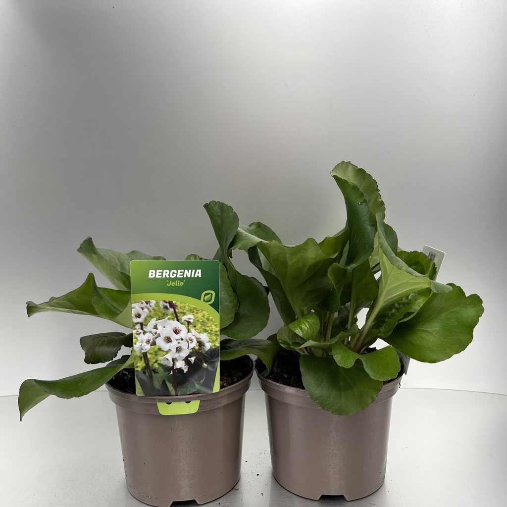 [BERJELLE-C2] Bergenia 'Jelle'®