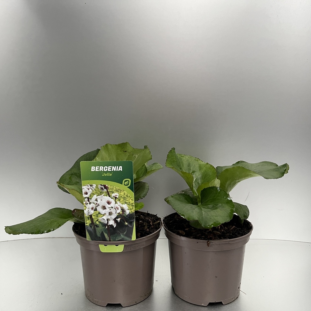 [BERJELLE-C2] Bergenia 'Jelle'®
