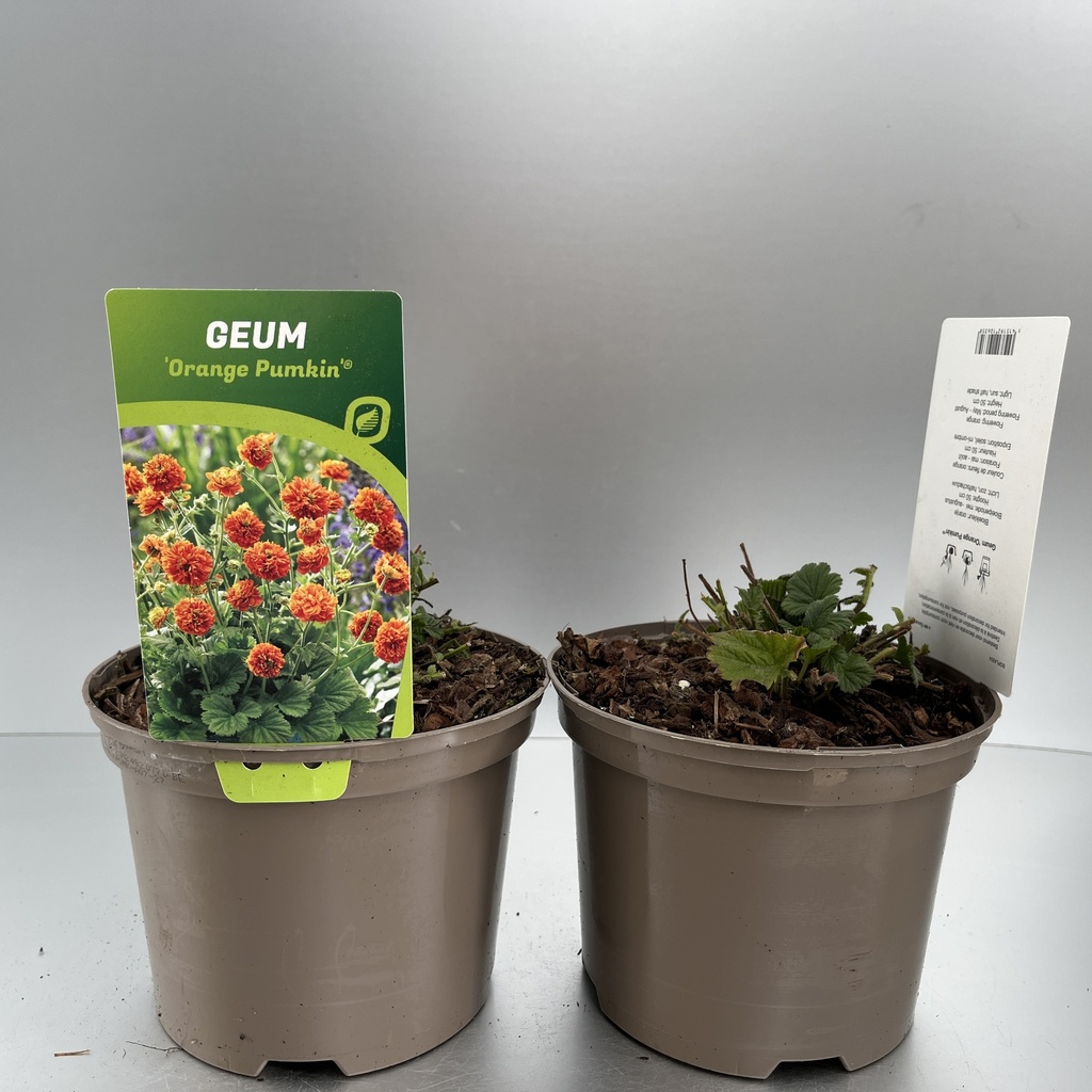 [GEUOPUMK-C2] Geum 'Orange Pumkin'®