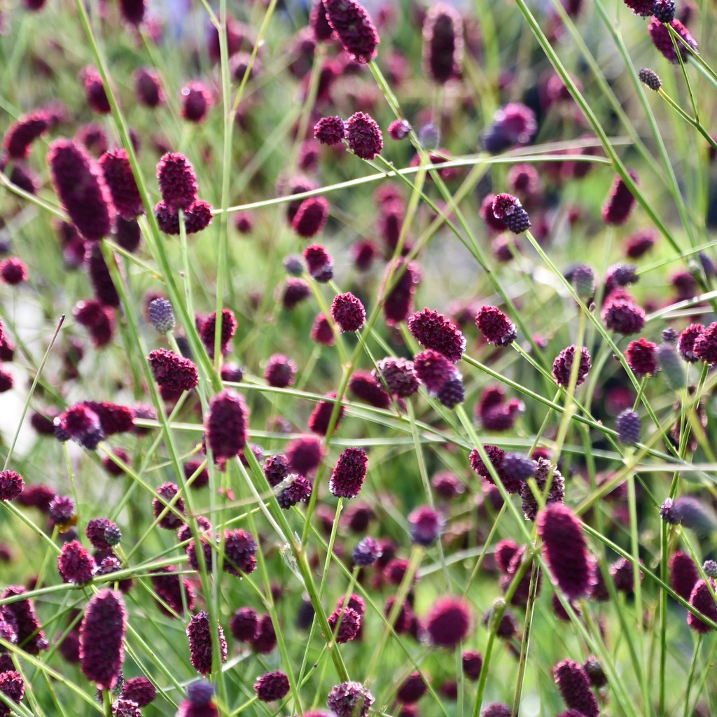 [SANPDROP-C2] Sanguisorba 'Plum Drops'®