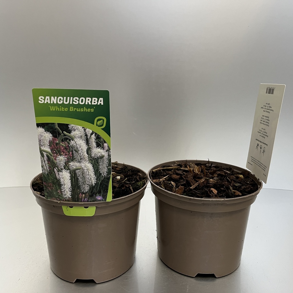 [SANWBRUS-C2] Sanguisorba 'White Brushes'