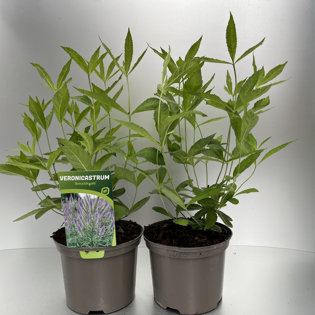 [VERVAMET-C2] Veronicastrum virg. 'Amethyst'