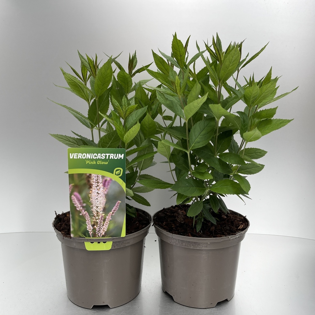 [VERVPGLO-C2] Veronicastrum virg. 'Diana'