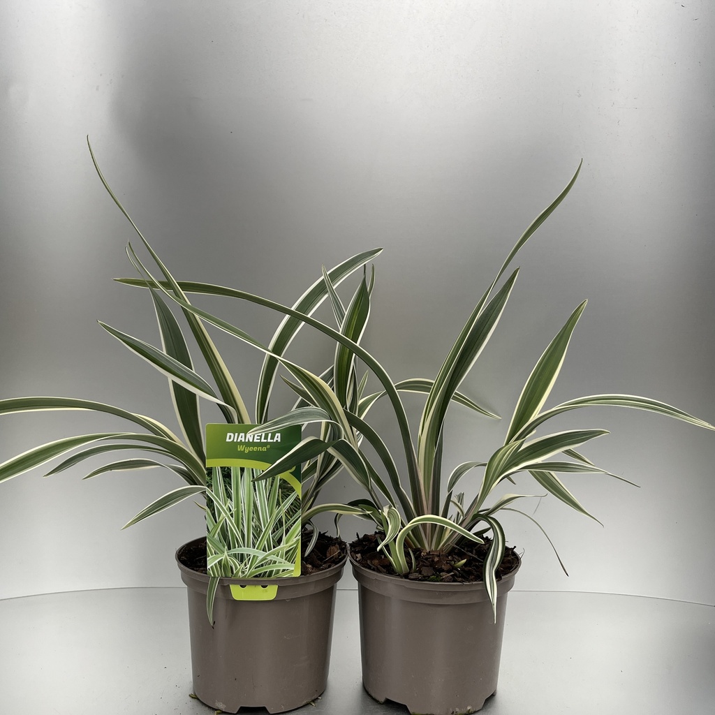 [DANWYEEN-C2] Dianella 'Wyeena'®