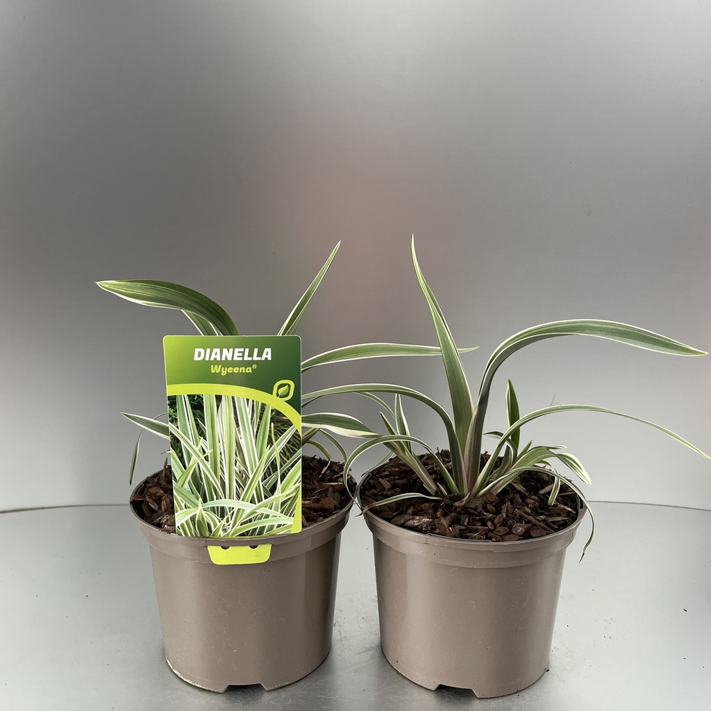 [DANWYEEN-C2] Dianella 'Wyeena'®