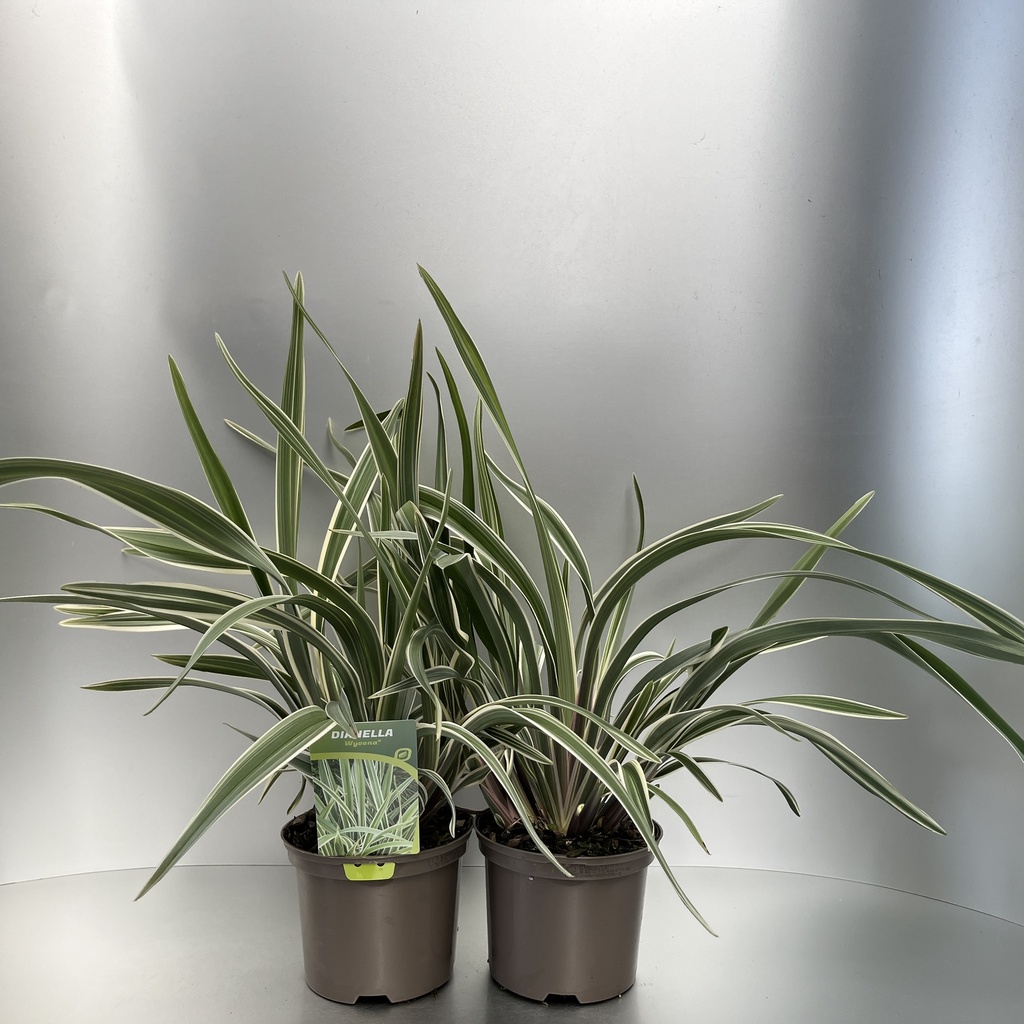 [DANWYEEN-C2] Dianella 'Wyeena'®