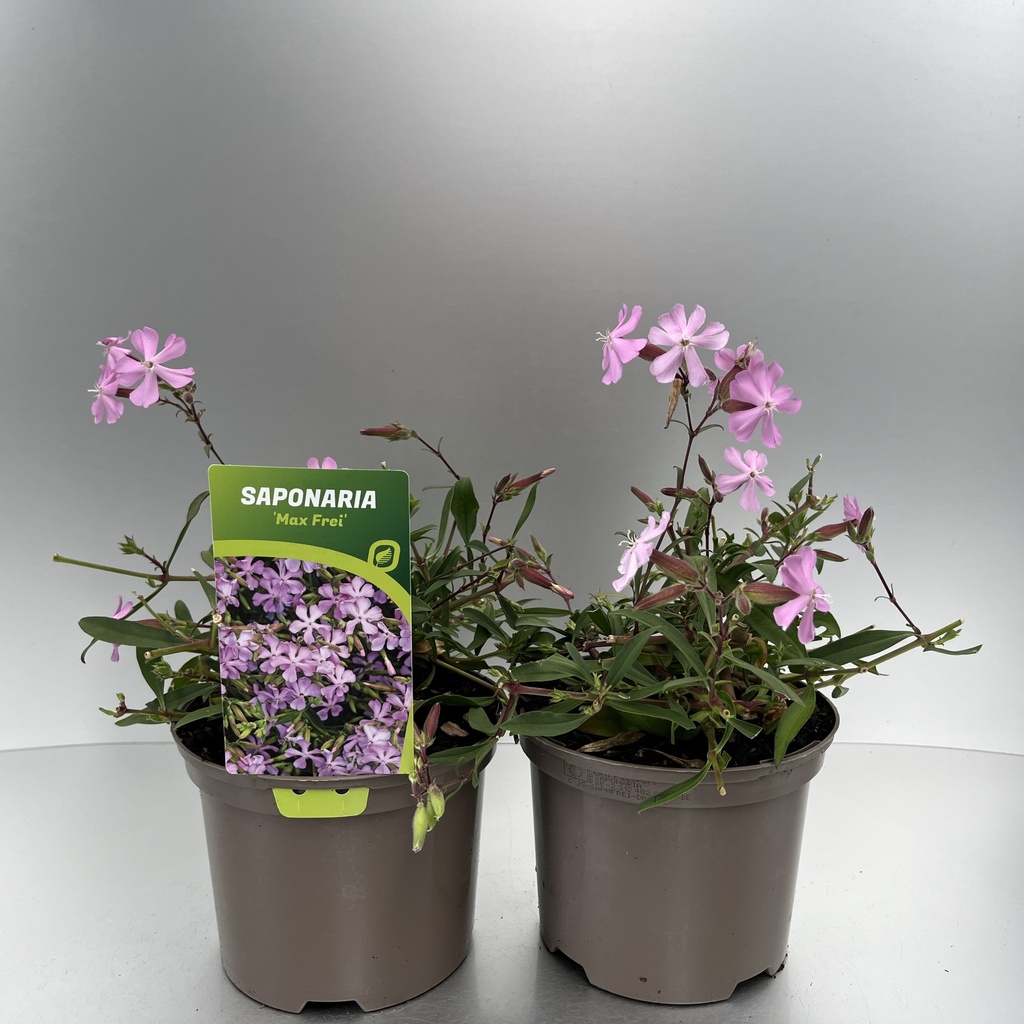[SAPMFREI-C2] Saponaria 'Max Frei'
