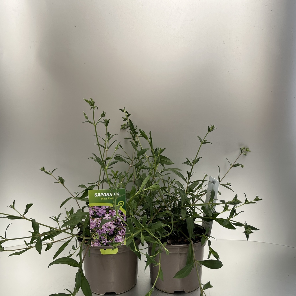 [SAPMFREI-C2] Saponaria 'Max Frei'