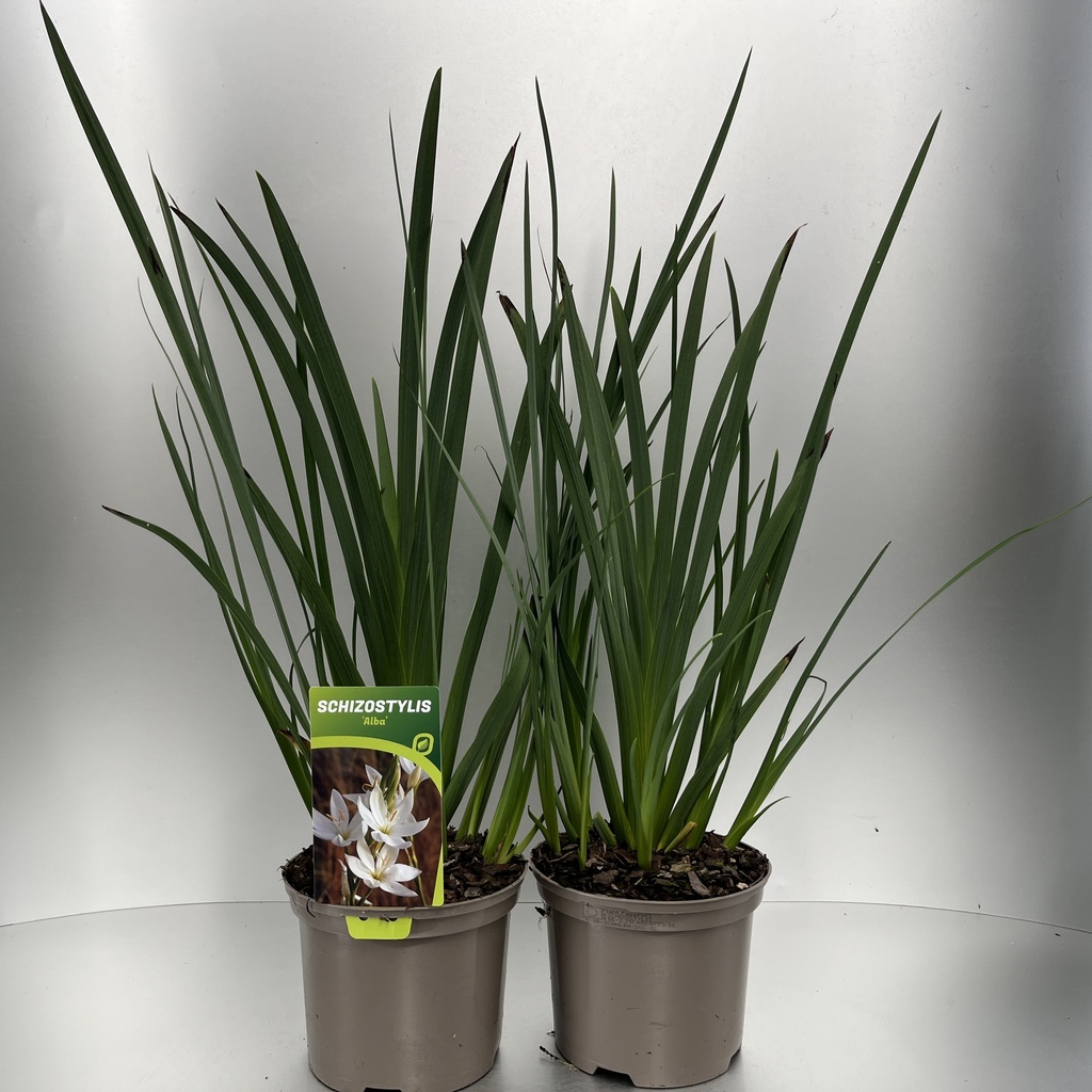 [SCHALBA-C2] Schizostylis 'Alba'