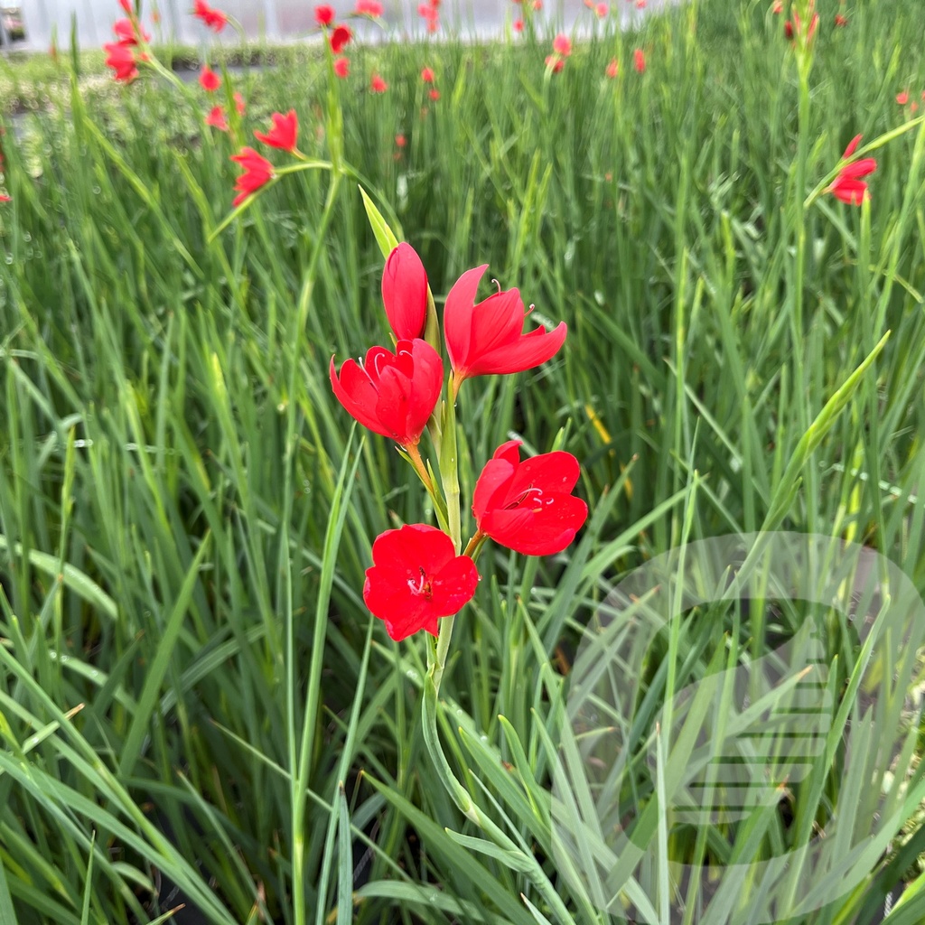 [SCHMAJOR-C2] Schizostylis 'Major'