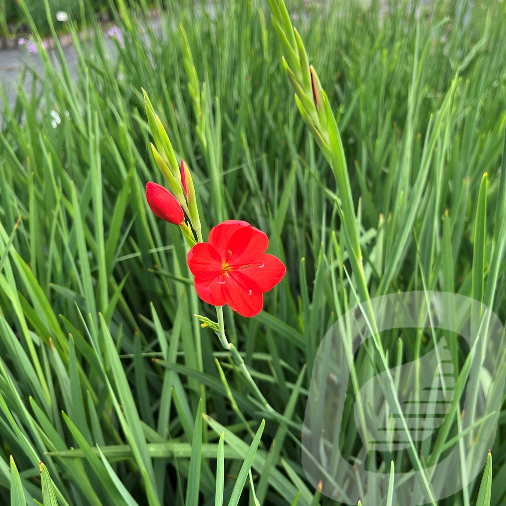 [SCHMAJOR-C2] Schizostylis 'Major'