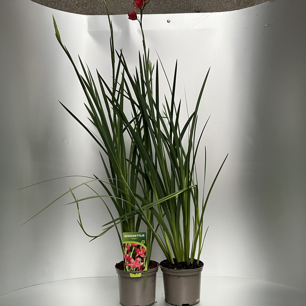 [SCHMAJOR-C2] Schizostylis 'Major'