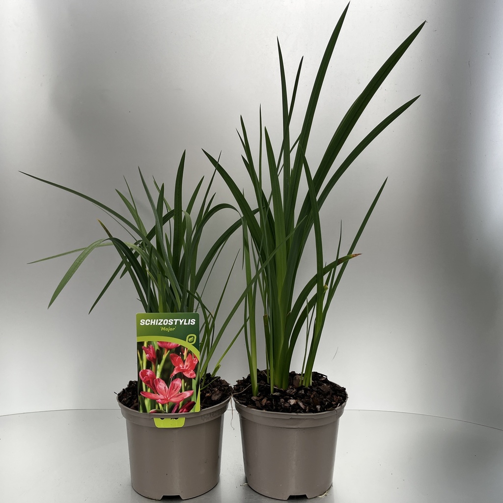 [SCHMAJOR-C2] Schizostylis 'Major'