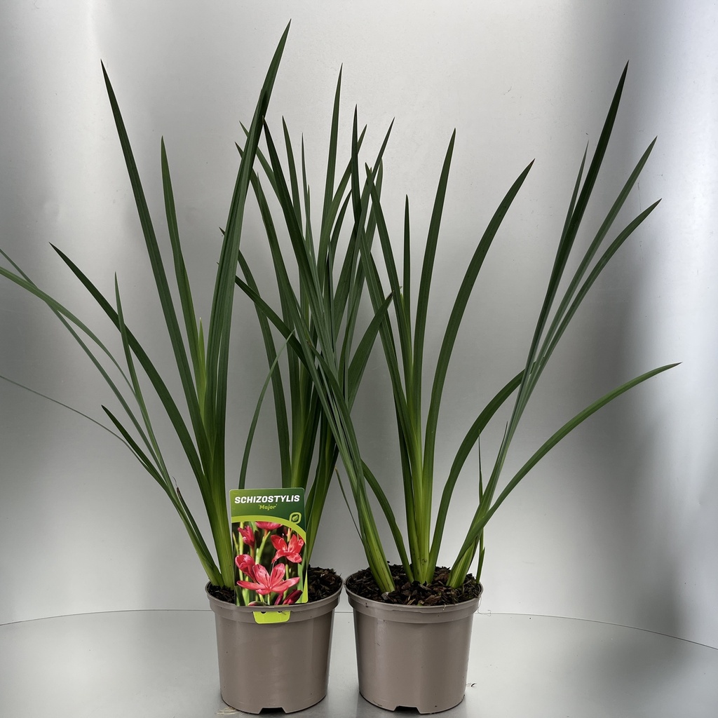 [SCHMAJOR-C2] Schizostylis 'Major'