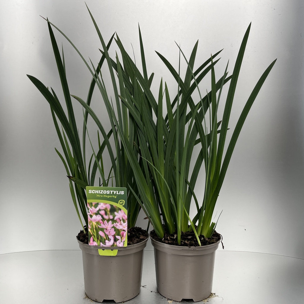 [SCHMHERG-C2] Schizostylis 'Mrs Hegarty'