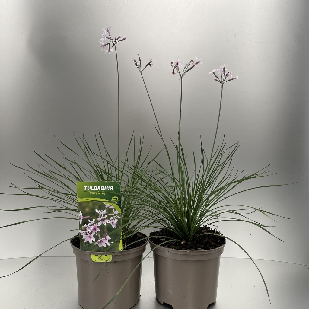 [TULPEYE-C2] Tulbaghia 'Purple Eye'®