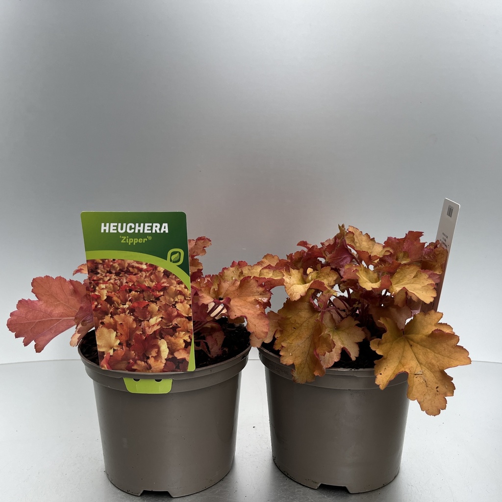 [HEUZIPPE-C2] Heuchera 'Zipper'®