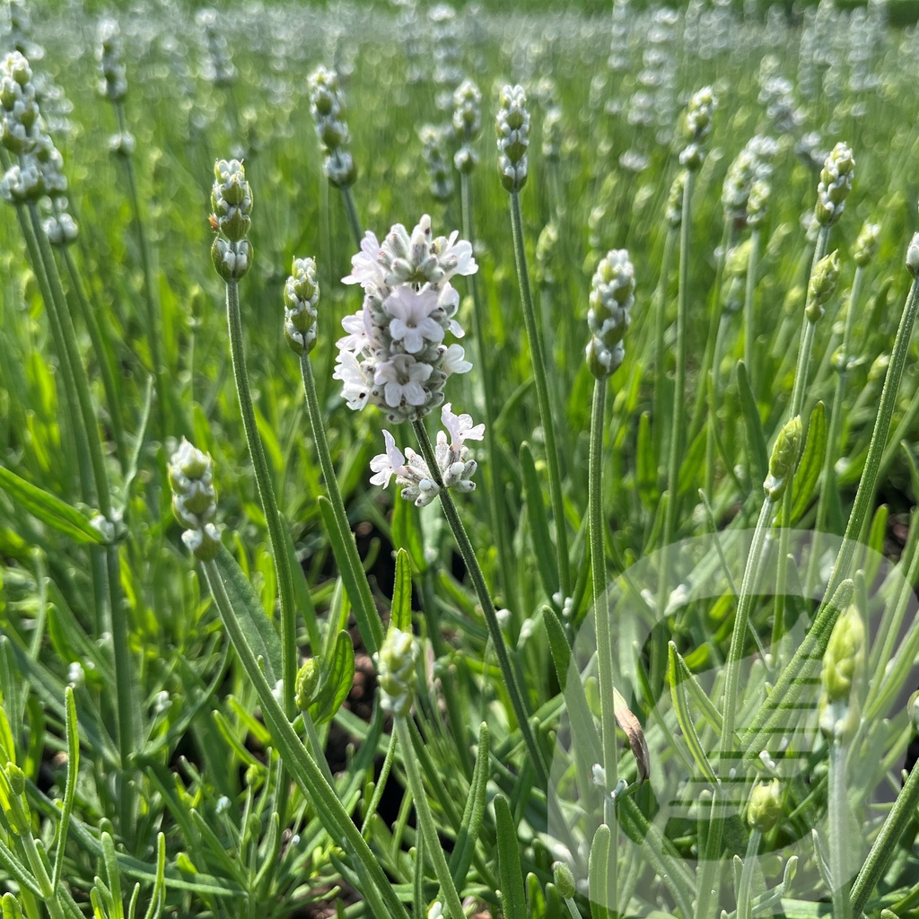 [LAVVEWHI-C2] Lavandula ang. 'Vienco® Early White'