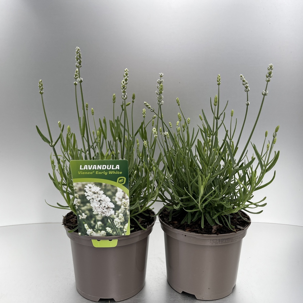 [LAVVEWHI-C2] Lavandula ang. 'Vienco® Early White'