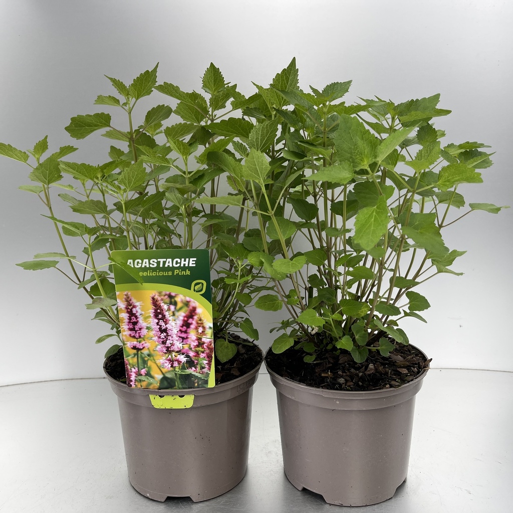 [AGABPINK-C2] Agastache 'Beelicious Pink'®