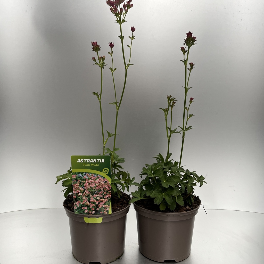 [ASTPPRID-C2] Astrantia 'Pink Pride'