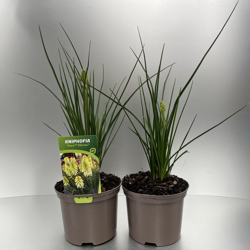 [KNIPCITR-C2] Kniphofia 'Poco™ Citron'®