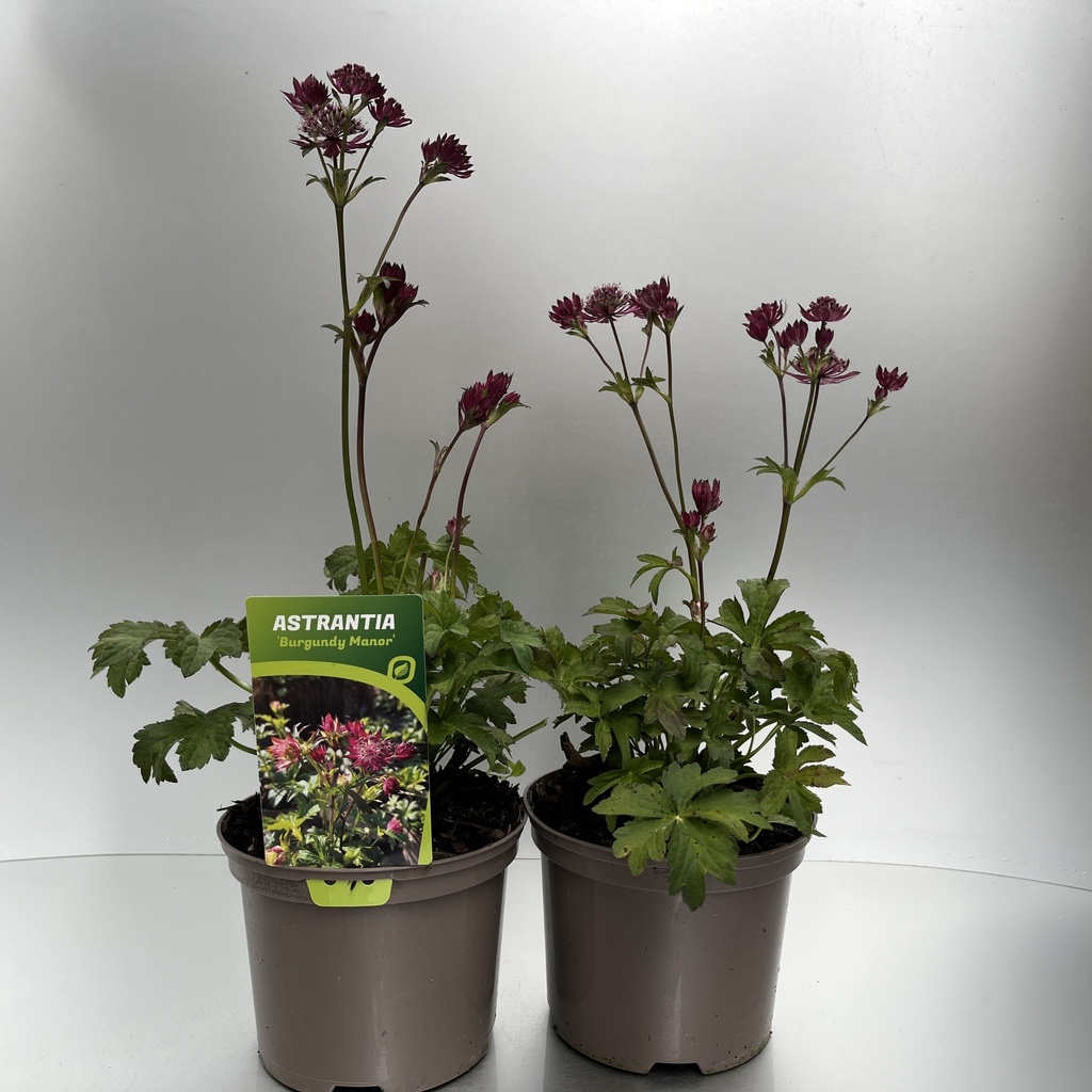 [ASTBMONO-C2] Astrantia 'Burgundy Manor'
