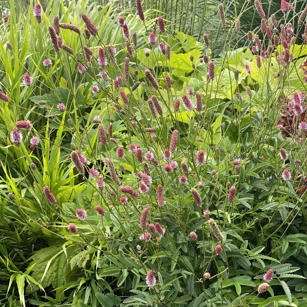 [SANPTANN-C2] Sanguisorba 'Pink Tanna'