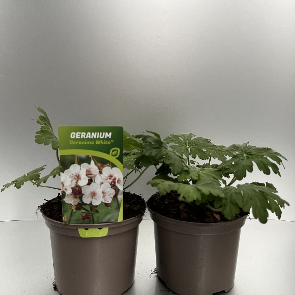 [GERGWHIT-C2] Geranium macr. 'Geranimo White'®