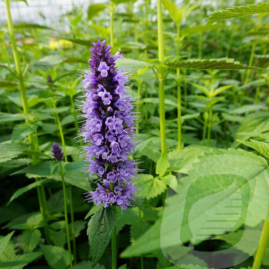 [AGABADDE-C2] Agastache 'Black Adder'