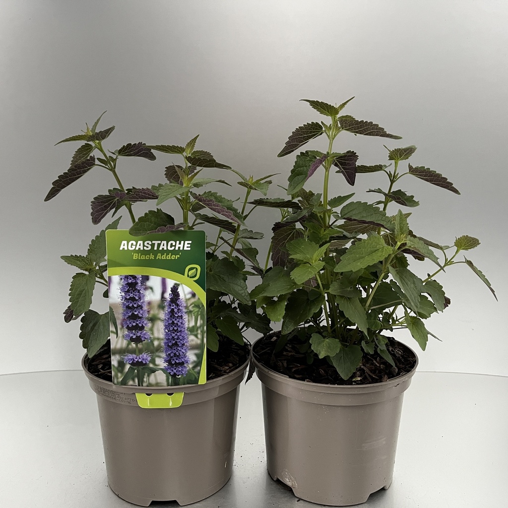 [AGABADDE-C2] Agastache 'Black Adder'