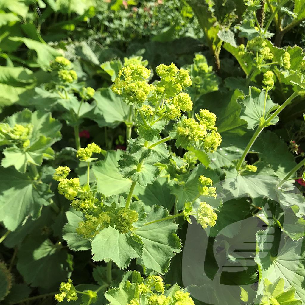 [ALCMOLLI-C2] Alchemilla mollis