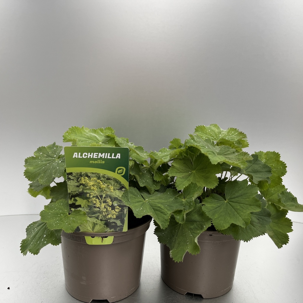 [ALCMOLLI-C2] Alchemilla mollis