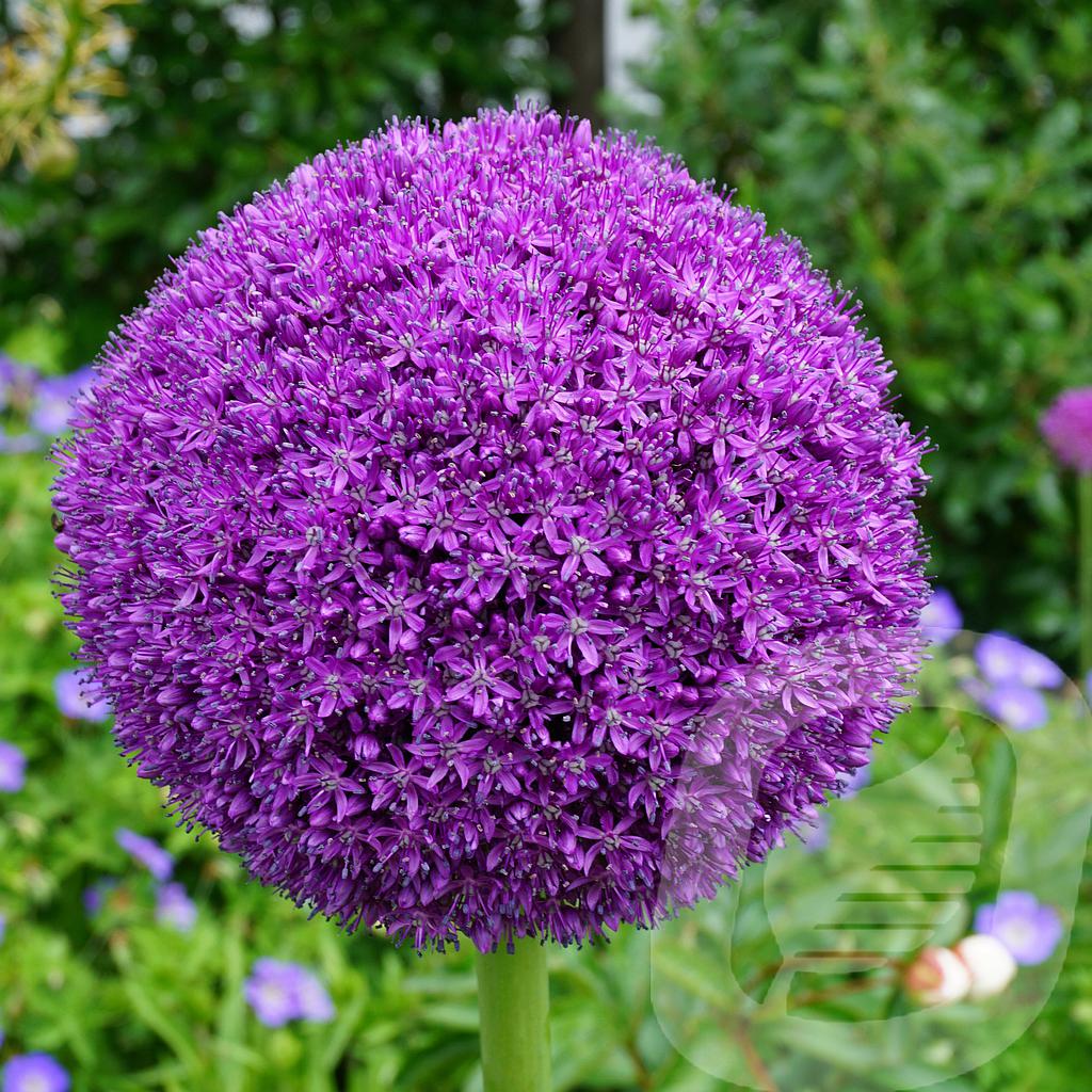 [ALLAMBAS-C2] Allium 'Ambassador'