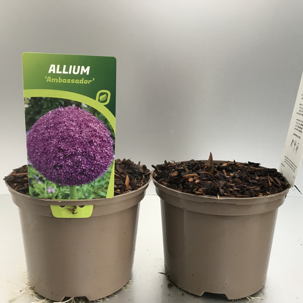 [ALLAMBAS-C2] Allium 'Ambassador'