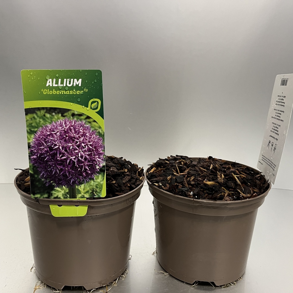 [ALLGLOBE-C2] Allium 'Globemaster'®