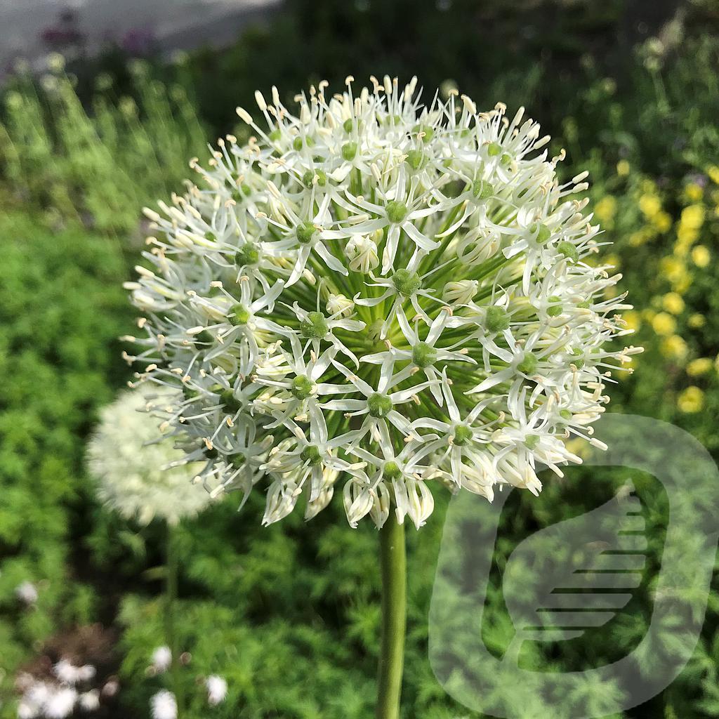 [ALLMBLAN-C2] Allium 'Mont Blanc'