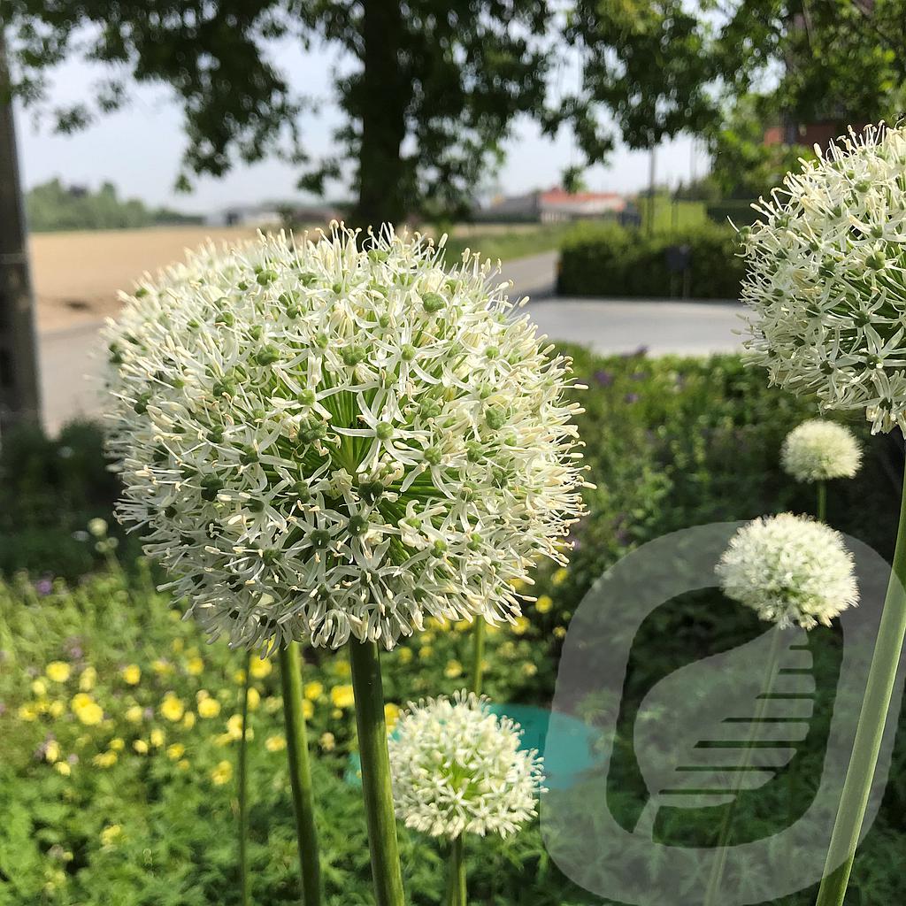 [ALLMEVER-C2] Allium 'Mount Everest'