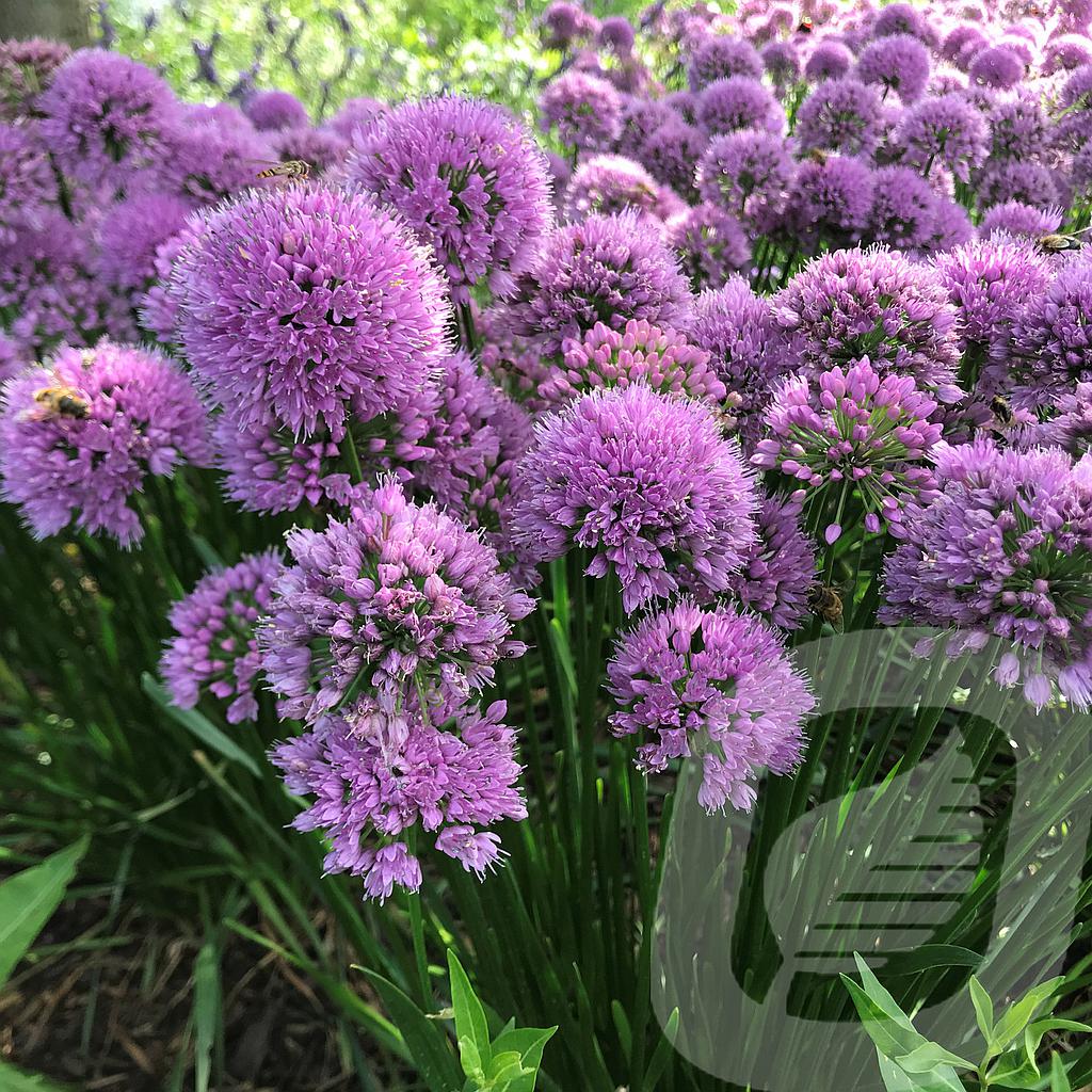 [ALLMILLE-C2] Allium 'Millenium'