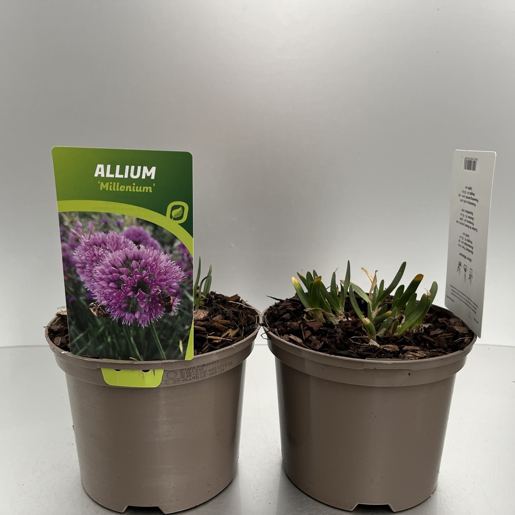 [ALLMILLE-C2] Allium 'Millenium'