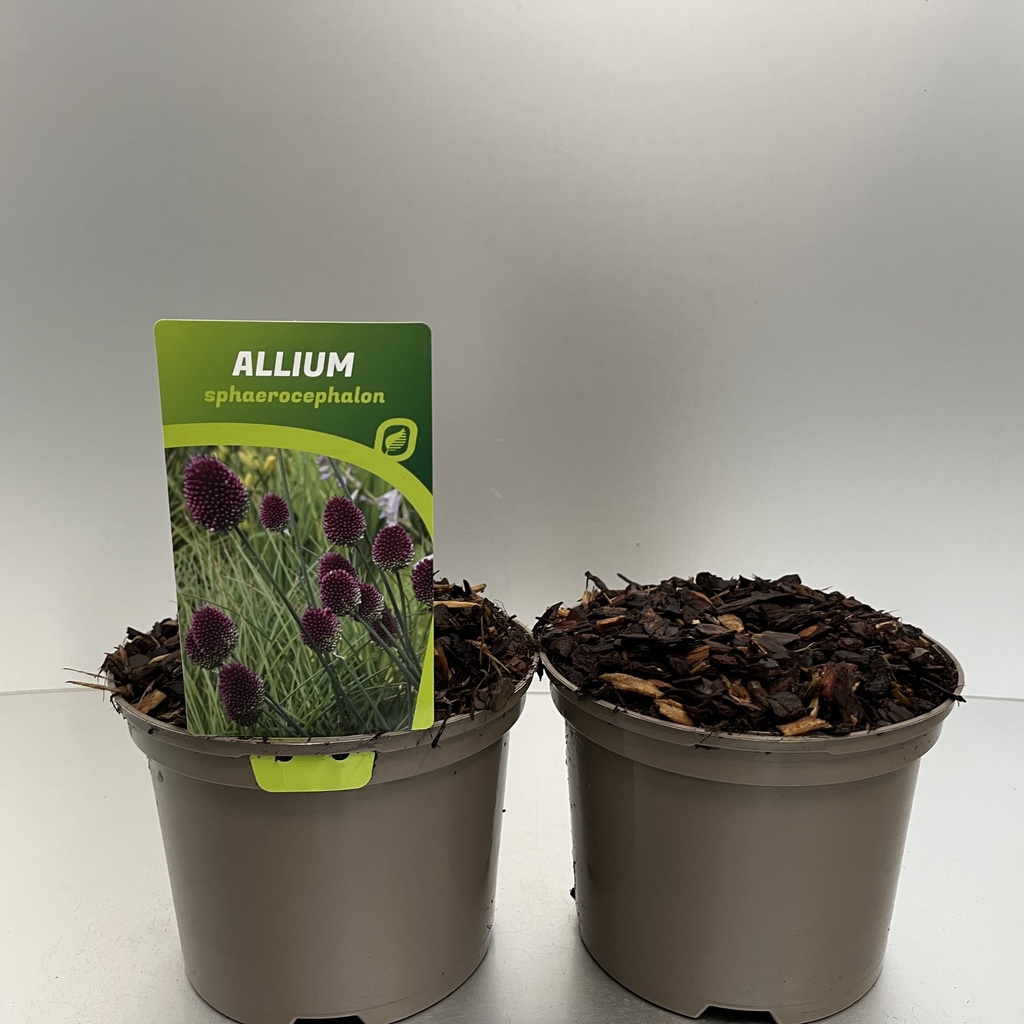 [ALLSPHAE-C2] Allium sphaerocephalon