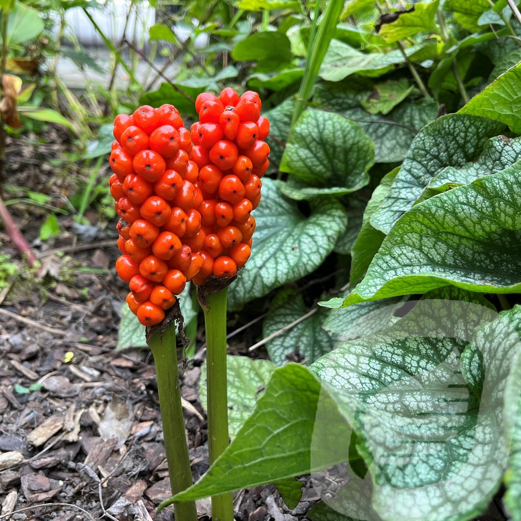 [ARUITALI-C2] Arum italicum