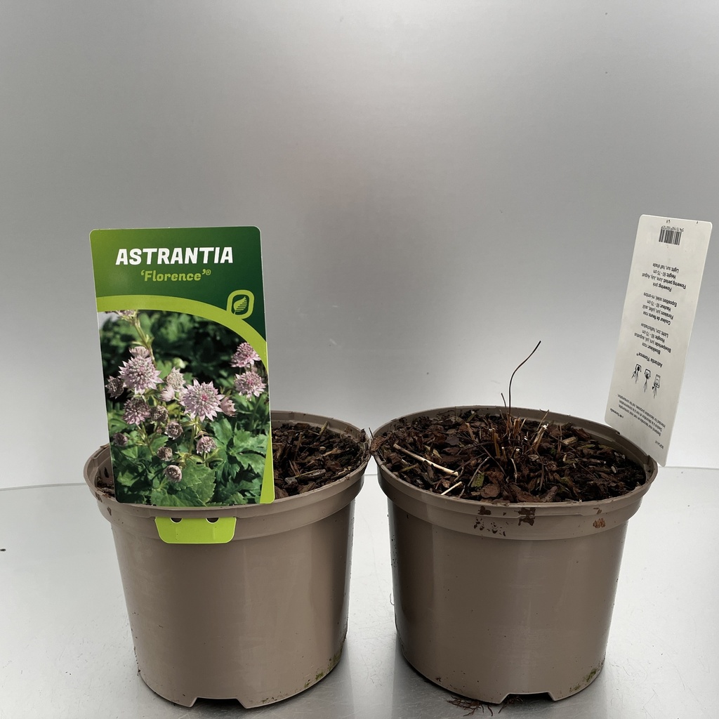 [ASTFLORE-C2] Astrantia 'Florence'®