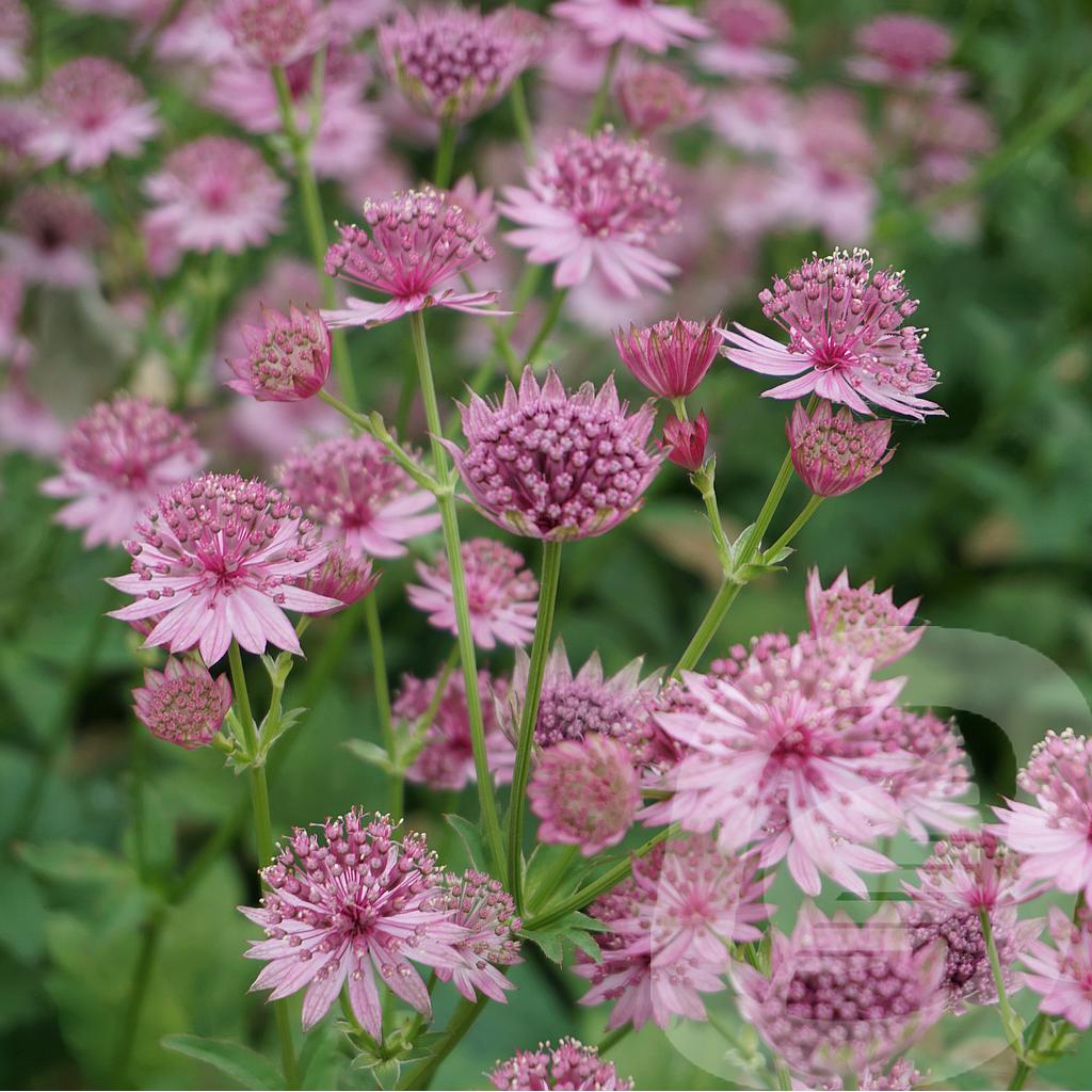 [ASTROMA-C2] Astrantia 'Roma'®