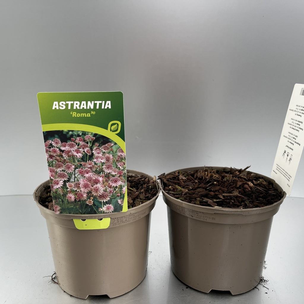 [ASTROMA-C2] Astrantia 'Roma'®