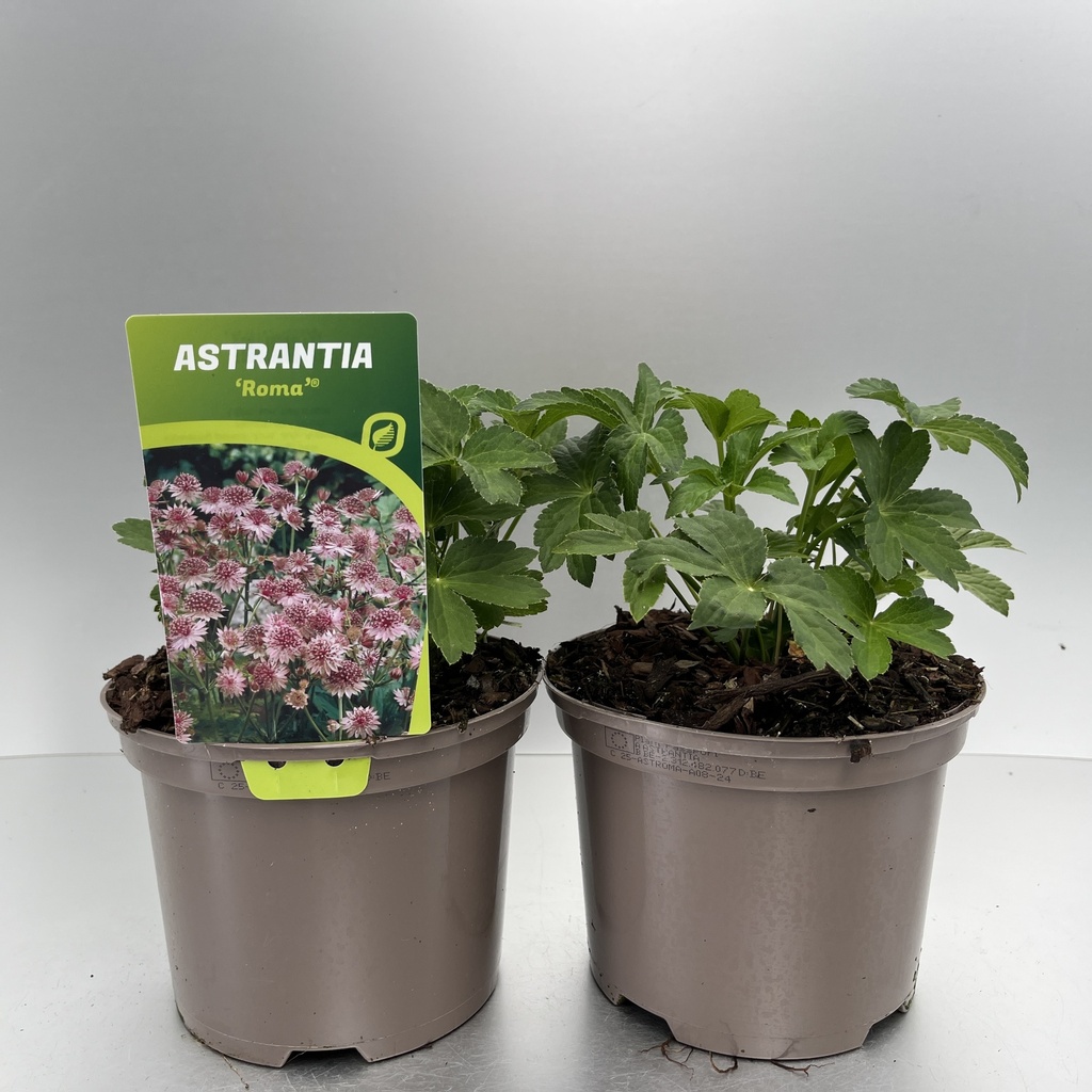 [ASTROMA-C2] Astrantia 'Roma'®