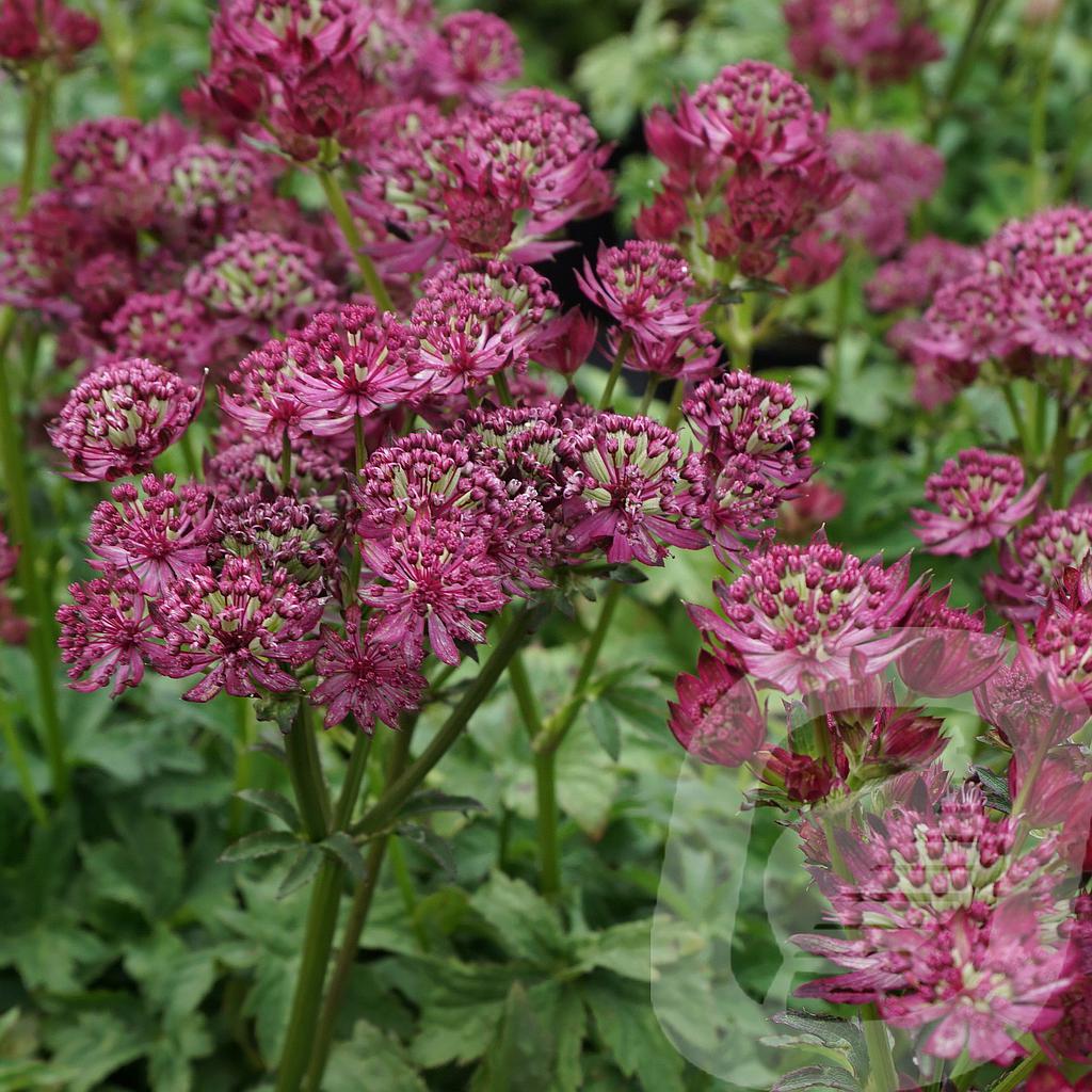 [ASTSOBEA-C2] Astrantia 'Star of Beauty'®